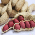 Núcleos de cacahuete rojo chino